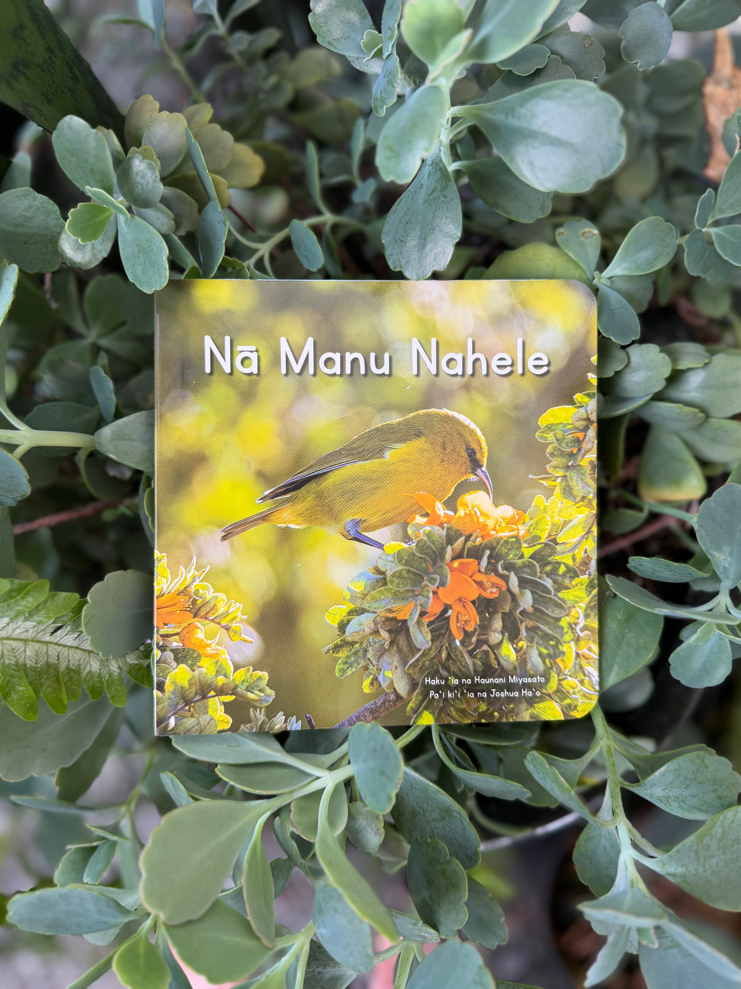 INFANT - Nā Manu Nahele